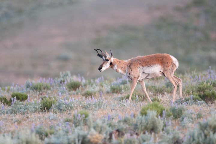 Pronghorn In Meadows