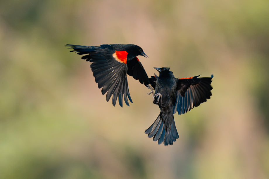 Arguing Blackbirds